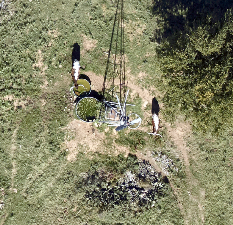aerial image of longhorn cattle grazing at 5cm