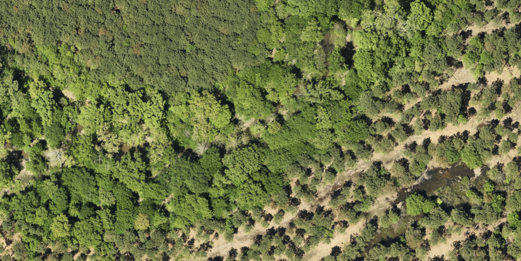 aerial image of pine tree forest at 5cm